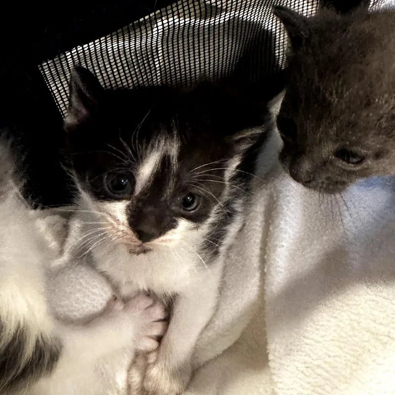 A baby small-sized female Black Domestic Short Hair cat named Brit for adoption in Manalapan, NJ