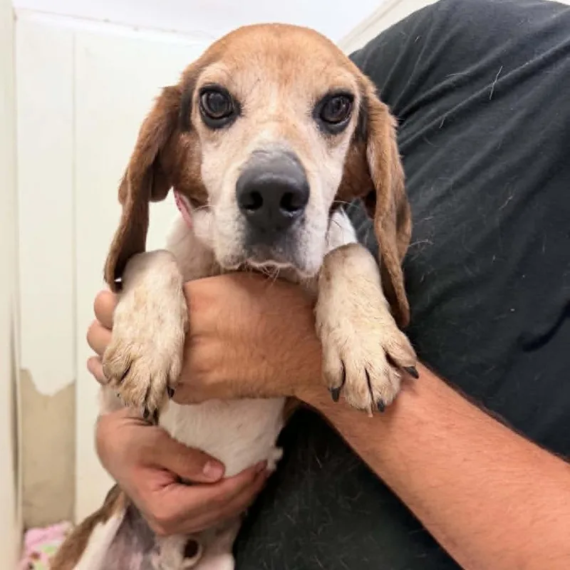An adult small-sized male Brown / Chocolate Beagle dog named Fang  Chino Hills for adoption in Chino Hills, CA