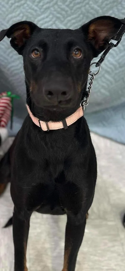 An adult large-sized female Doberman Pinscher dog named Marie aka Maddie May for adoption in Brookings, OR