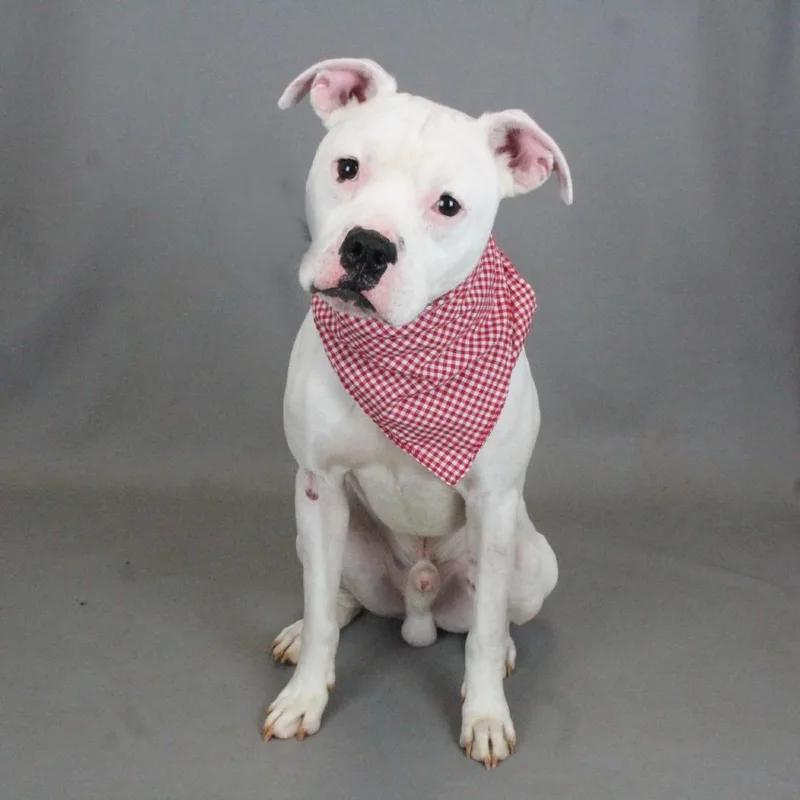 An adult medium-sized male White / Cream Boxer dog named Finley for adoption in Greenville, SC