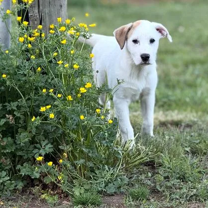 Puppy Paris thumbnail 3