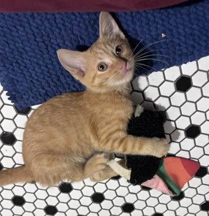 A baby small-sized male Domestic Short Hair cat named Pokey for adoption in Fort Worth, TX