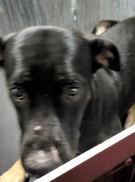 A young medium-sized male American Staffordshire Terrier dog named Martin for adoption in San Antonio, TX