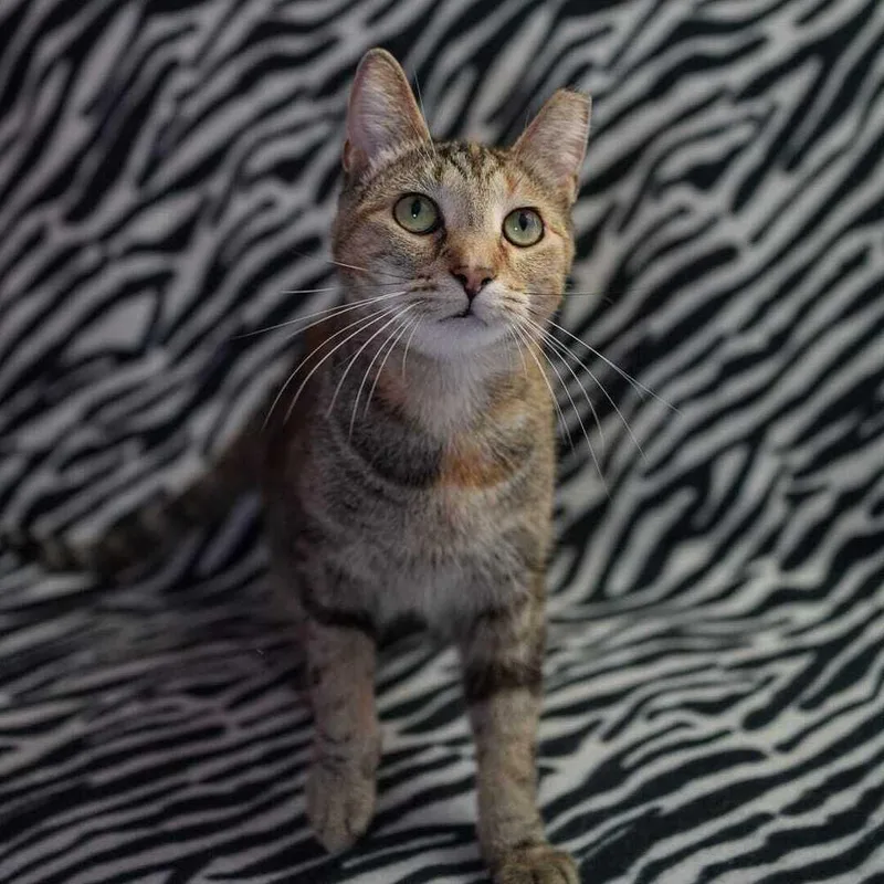 A young medium-sized female Tabby (Brown / Chocolate) Domestic Short Hair cat named Ahoy Millie for adoption in Wheaton, IL