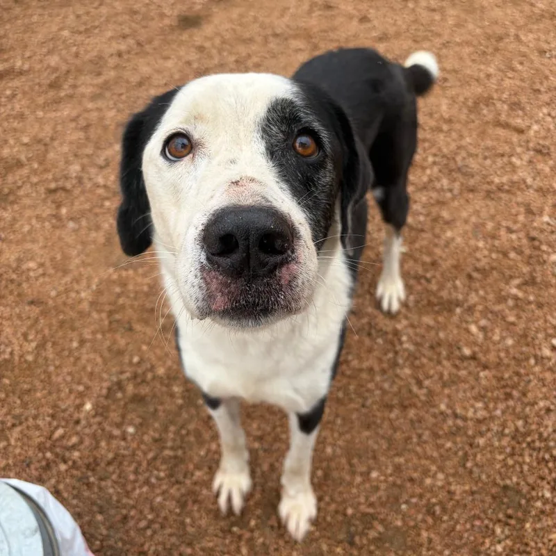 An adult small-sized male Black Mixed Breed dog named Lucky for adoption in Kerrville, TX