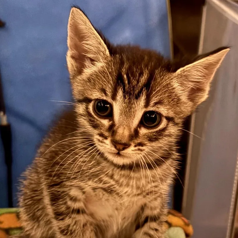 A baby small-sized male Brown / Chocolate Domestic Short Hair cat named Cooper for adoption in Long Beach, CA