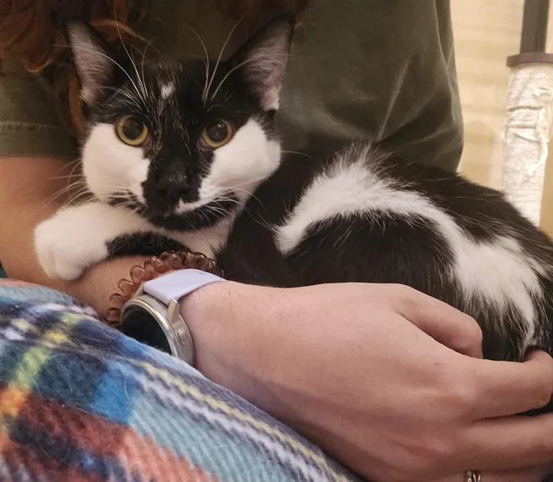 A young medium-sized female Black Domestic Short Hair cat named Harvie for adoption in Warr Acres, OK