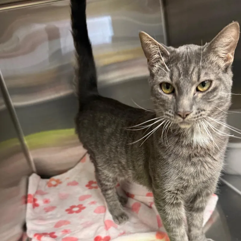 A young medium-sized male Domestic Medium Hair cat named Simon for adoption in Spokane, WA