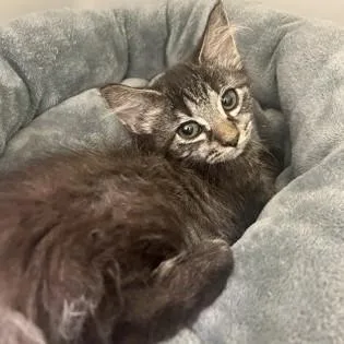 A baby medium-sized female Tabby (Brown / Chocolate) Domestic Short Hair cat named Asparagus for adoption in Phoenixville, PA