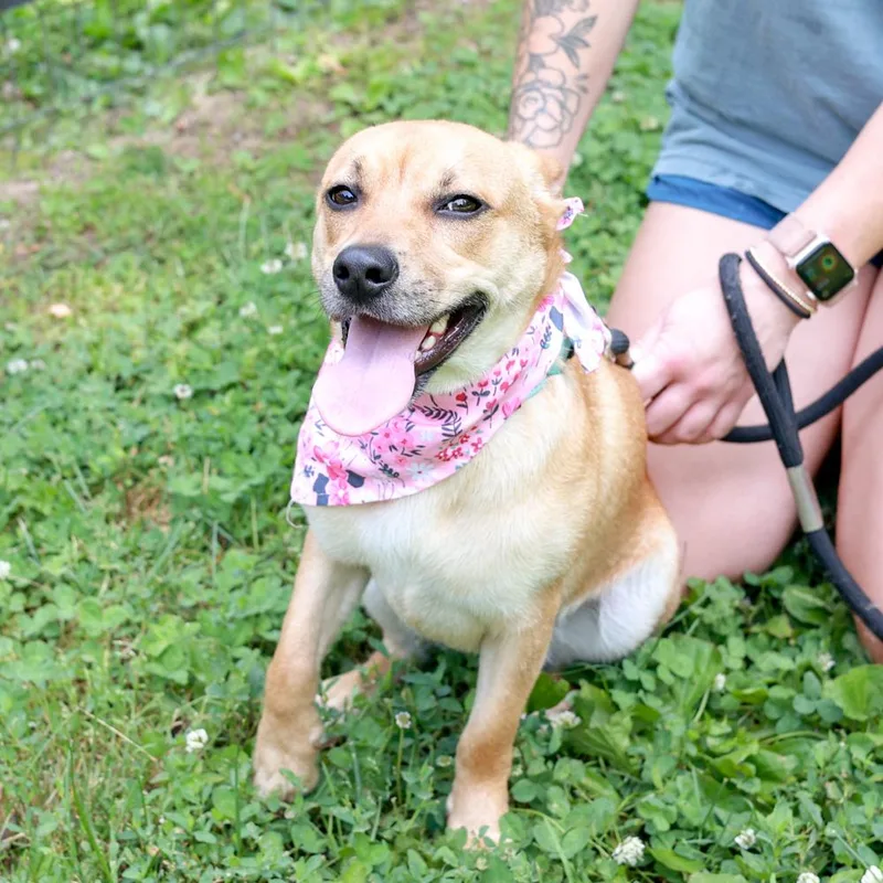 A young small-sized female Yellow / Tan / Blond / Fawn Yellow Labrador Retriever dog named Gidgetavail for adoption in West Grove, PA