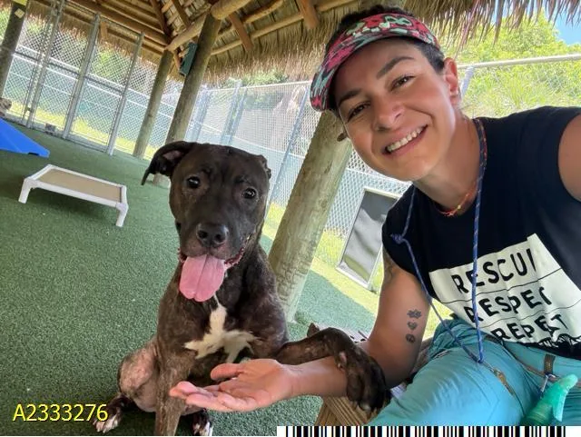 An adult large-sized female Mixed Breed dog named Sunshine for adoption in West Palm Beach, FL