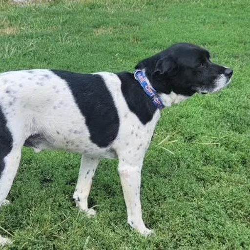 A senior medium-sized male Black English Pointer dog named Bogart for adoption in Barrington Hills, IL
