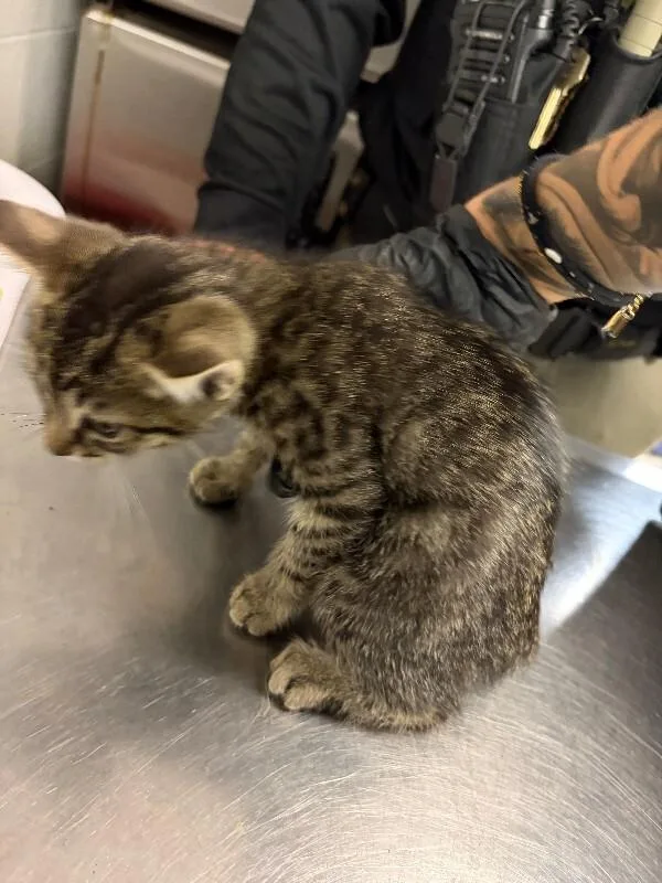 A young small-sized male Tabby (Buff / Tan / Fawn) Domestic Short Hair cat named Alfredo for adoption in Cincinnati, OH