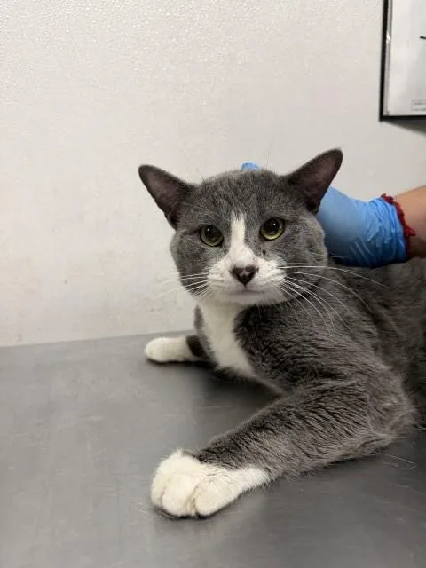 A young small-sized male Domestic Short Hair cat named Klaus for adoption in San Bernardino, CA