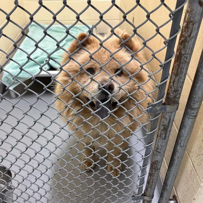 An adult large-sized male Yellow / Tan / Blond / Fawn Chow Chow dog named Falcon's Flight for adoption in Tacoma, WA