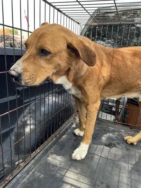 A young large-sized male Labrador Retriever dog named Donny for adoption in San Antonio, TX