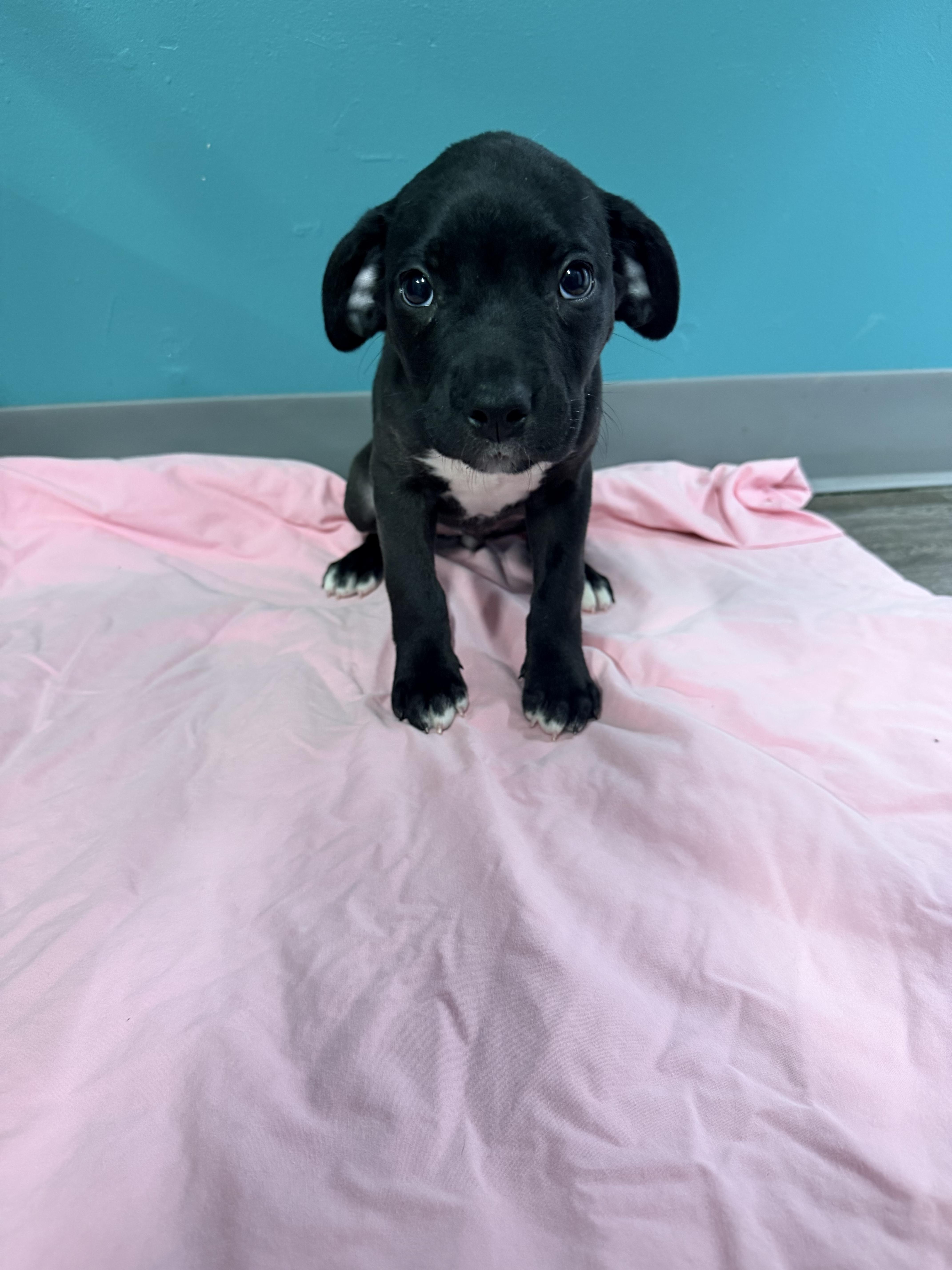 Rosie FKA pitty pup
