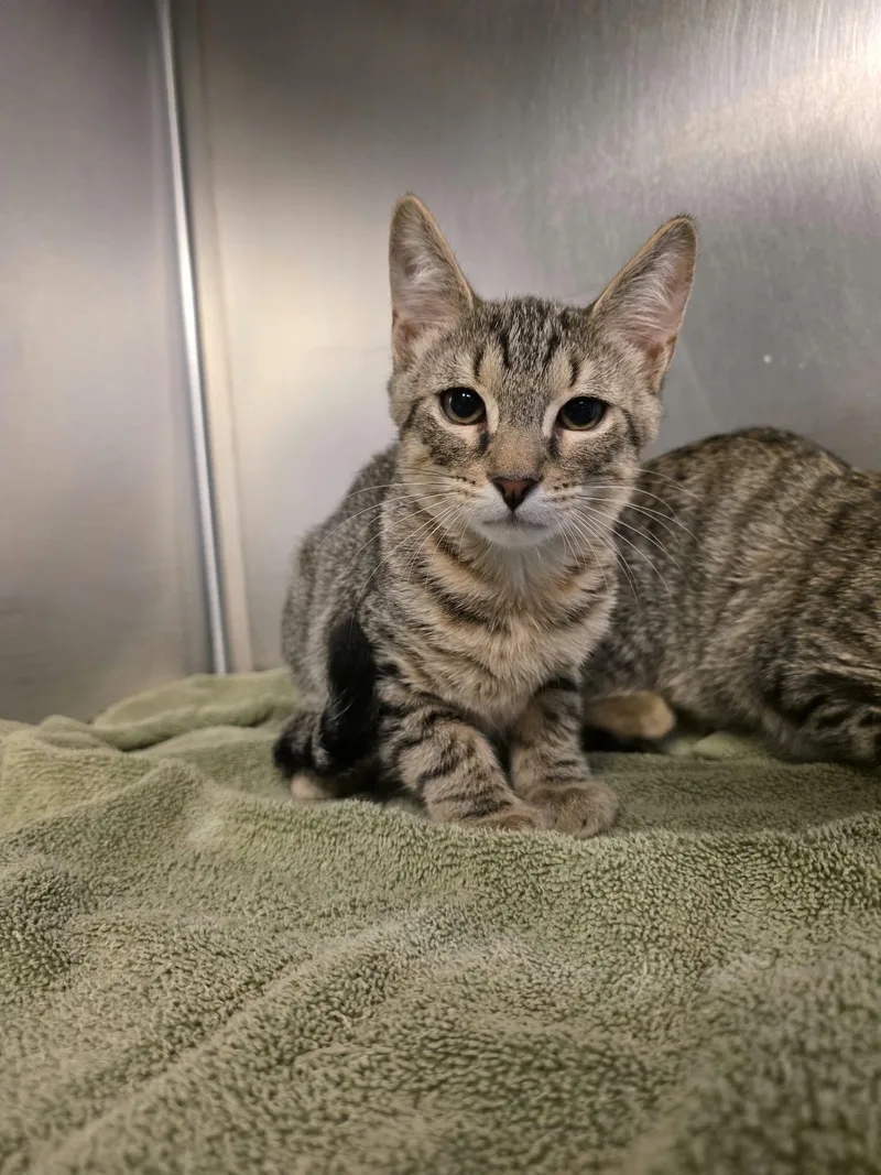 A baby medium-sized male Tabby (Buff / Tan / Fawn) Domestic Short Hair cat named Mca for adoption in Umatilla, FL