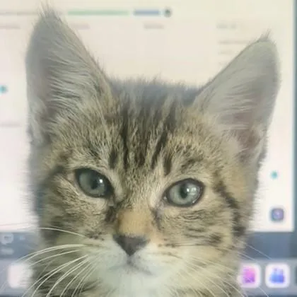 A baby medium-sized female Domestic Short Hair cat named Foal for adoption in Pleasanton, CA