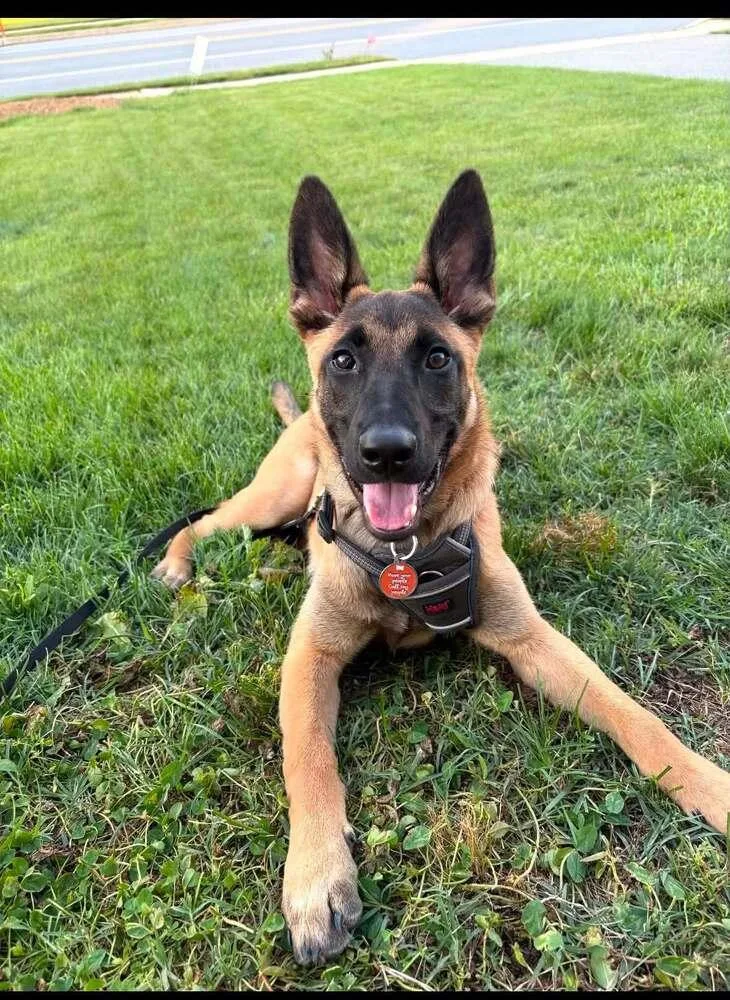 A young large-sized female Apricot / Beige Belgian Shepherd / Malinois dog named Pumpkin Spice Located for adoption in Imlay City, MI