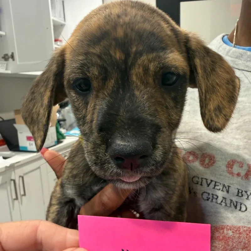 A baby medium-sized male Labrador Retriever dog named Gibson for adoption in Cumming, GA