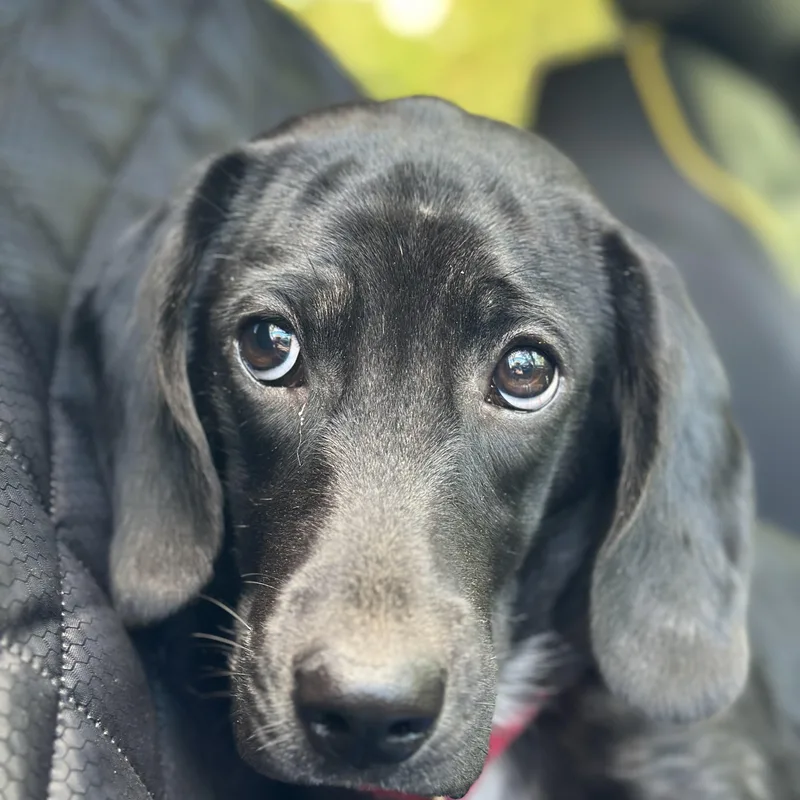 A baby medium-sized female Black Hound dog named Jenna for adoption in Richmond, VA