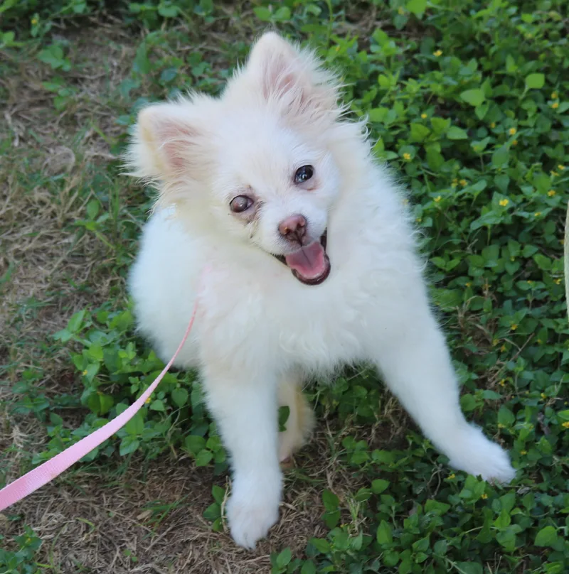 A baby small-sized female Pomeranian dog named Loti for adoption in Bandera, TX
