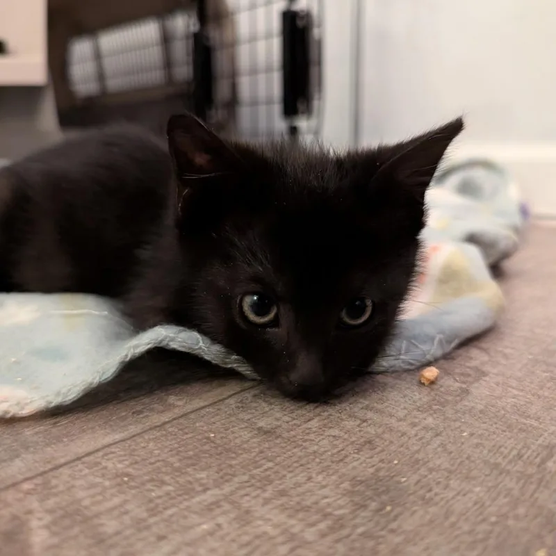 A baby small-sized female Black Domestic Short Hair cat named Fish Stick for adoption in Greensboro, NC