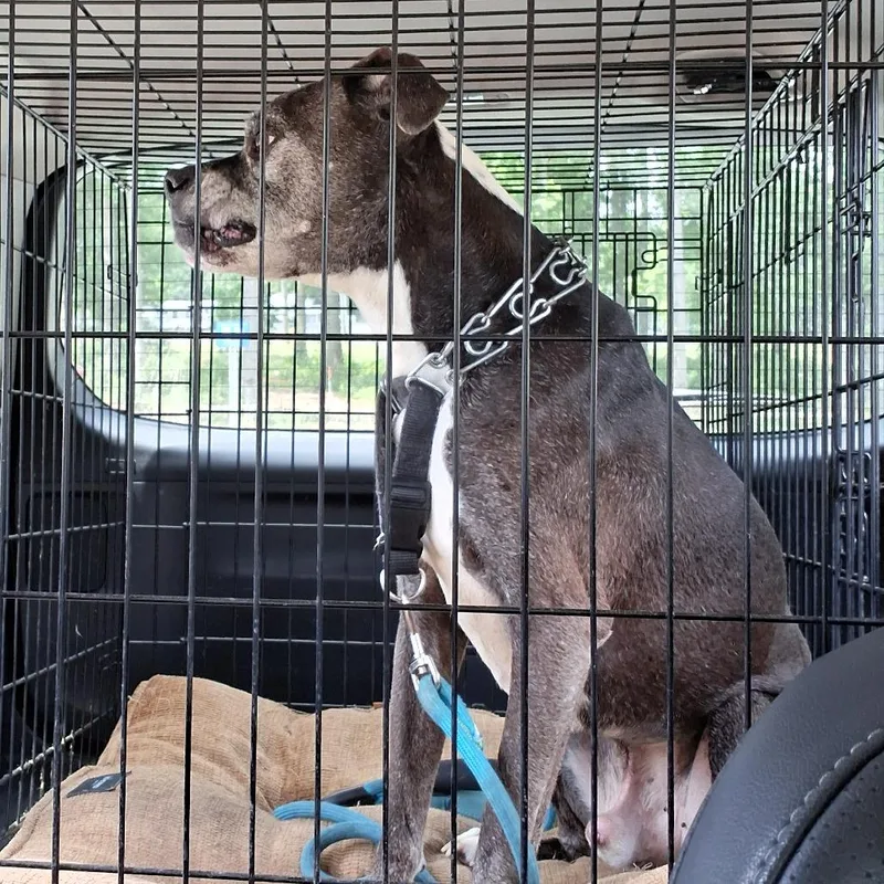 A senior medium-sized male Brown / Chocolate Boxer dog named Chauncey for adoption in Greensboro, NC