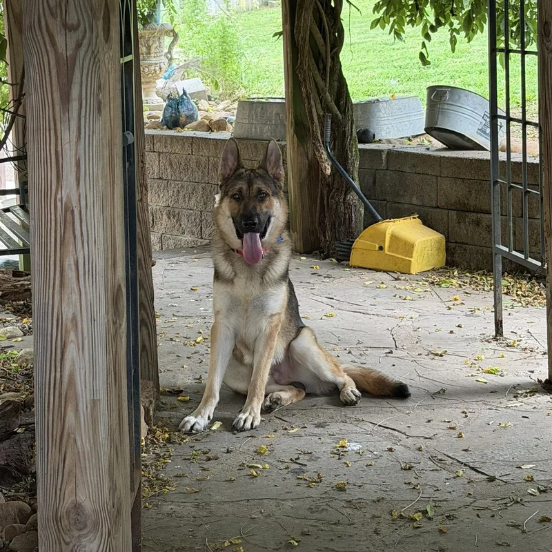 A young large-sized male Yellow / Tan / Blond / Fawn German Shepherd Dog dog named Chico for adoption in Greeneville, TN