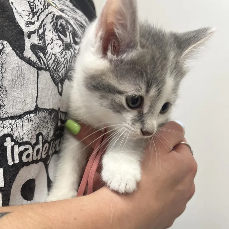 A baby small-sized female Gray / Blue / Silver Domestic Short Hair cat named Charlie for adoption in Mentor, OH