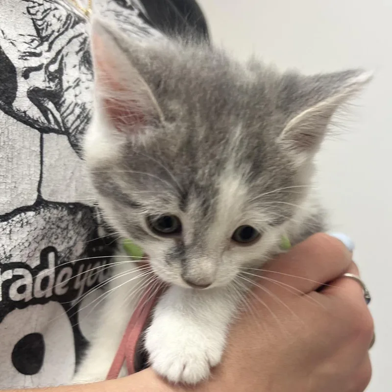 Charlie thumbnail 2