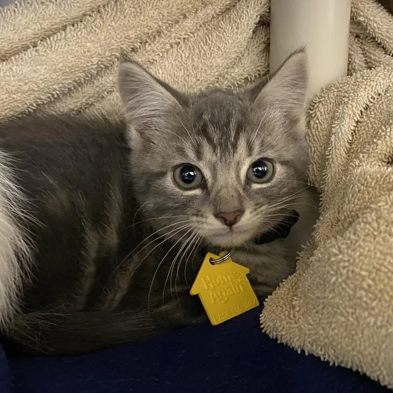 A baby small-sized male Gray / Blue / Silver Domestic Short Hair cat named Is This Thing On? for adoption in Springfield, MA
