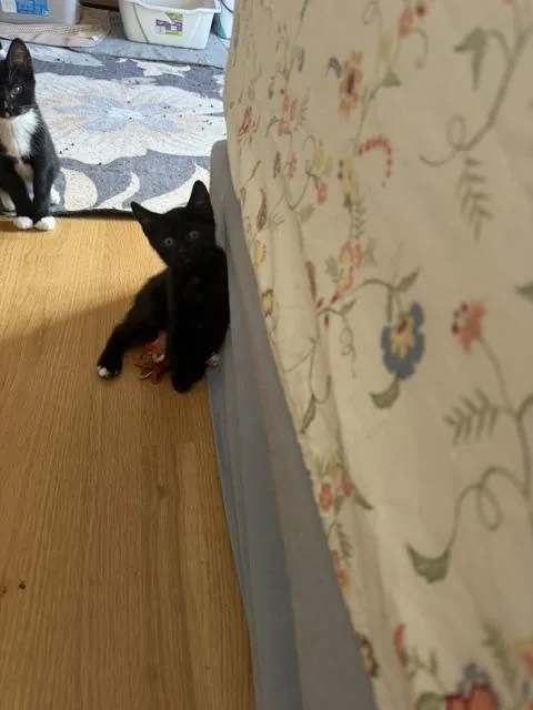A baby small-sized female Domestic Short Hair cat named Luna baby for adoption in Canton, CT