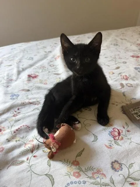 Luna baby thumbnail 2