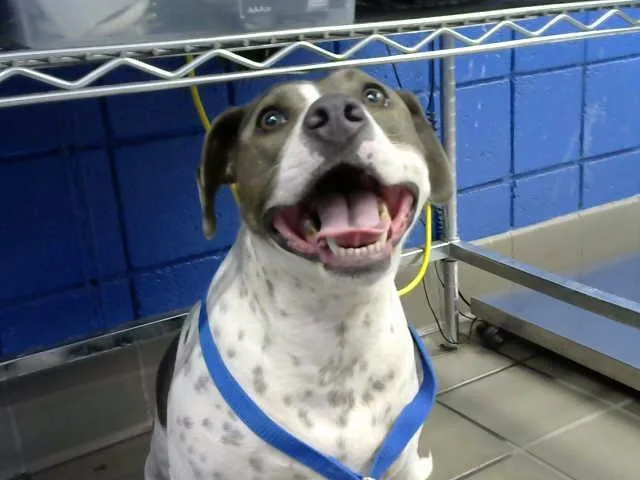 An adult medium-sized female Labrador Retriever dog named Sugar Cookie for adoption in Albuquerque, NM