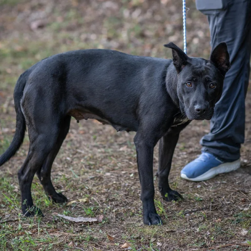 Heidi