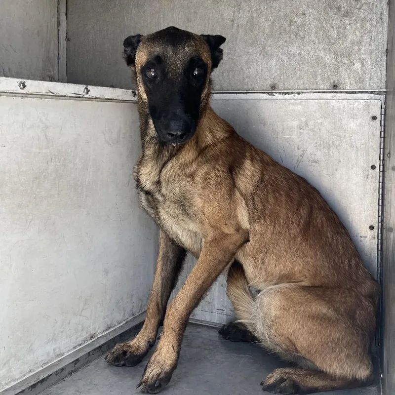 An adult small-sized female Belgian Shepherd / Malinois dog named Donna for adoption in Edinburg, TX