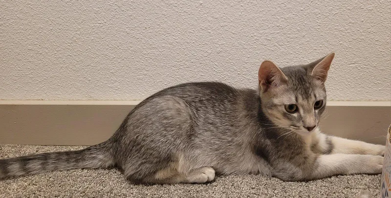 A young medium-sized male Domestic Short Hair cat named Grape for adoption in Evergreen, CO