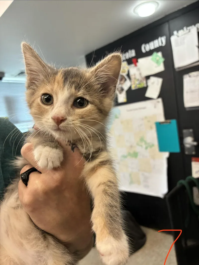 A baby medium-sized female Dilute Calico Domestic Short Hair cat named Cider for adoption in Caro, MI