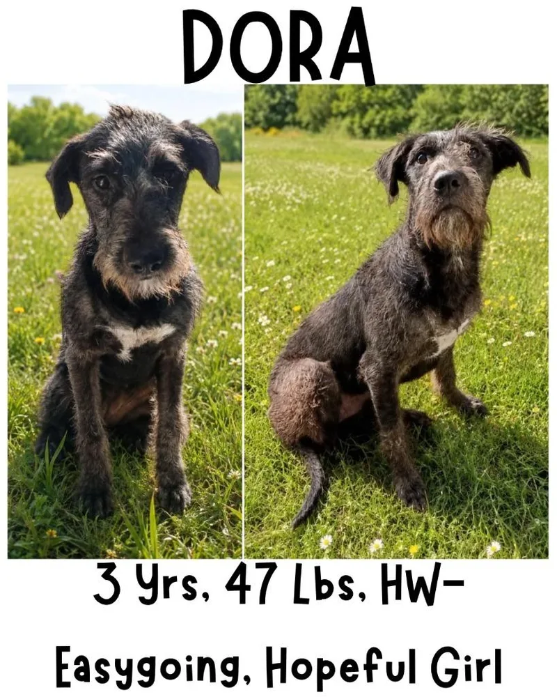 An adult medium-sized female Poodle dog named Dora for adoption in Albany, GA