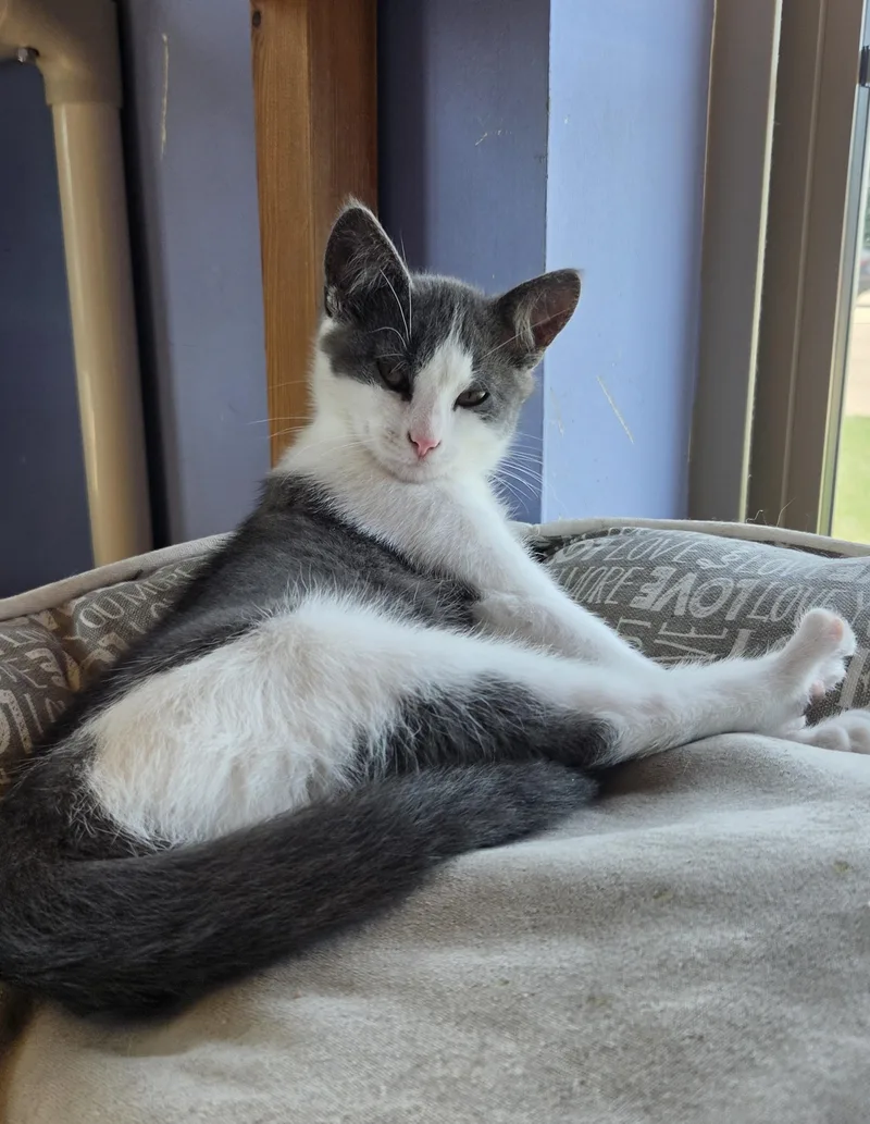 A young small-sized female Gray & White Domestic Short Hair cat named Cera for adoption in Brookings, SD