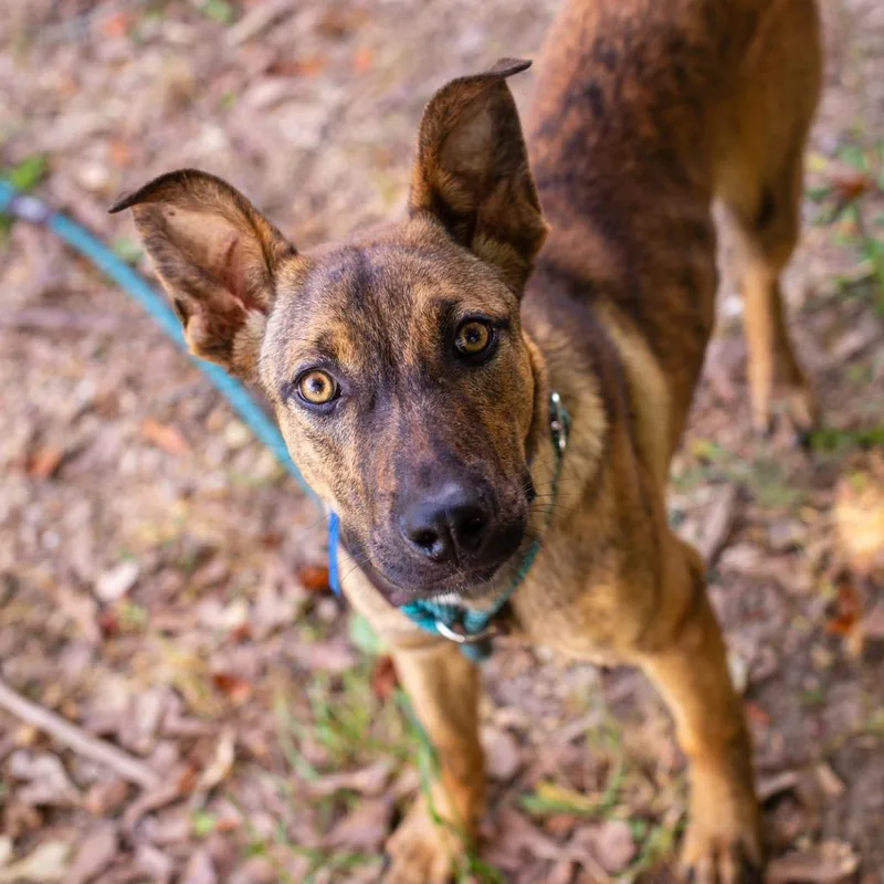 Brave Little Toaster thumbnail 2