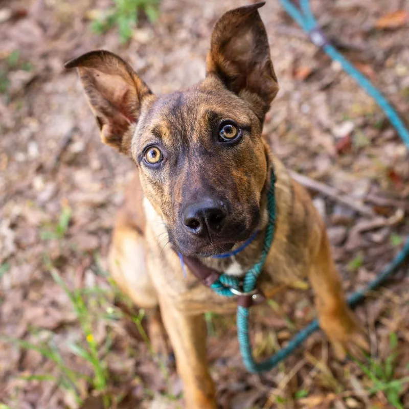 Brave Little Toaster thumbnail 3