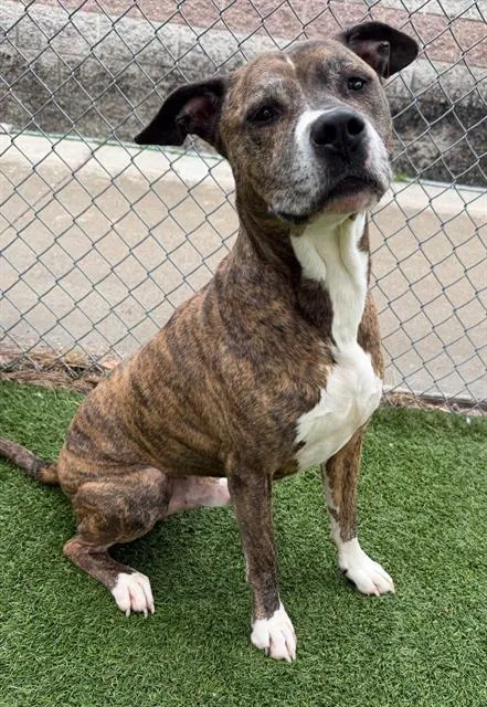 An adult large-sized male Mixed Breed dog named Louie for adoption in Columbia, SC