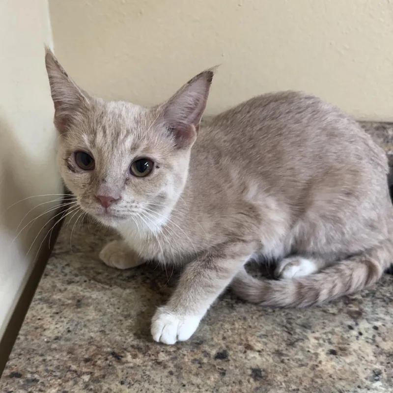 A baby small-sized female Buff / Tan / Fawn Domestic Short Hair cat named Kira for adoption in Corinth, MS
