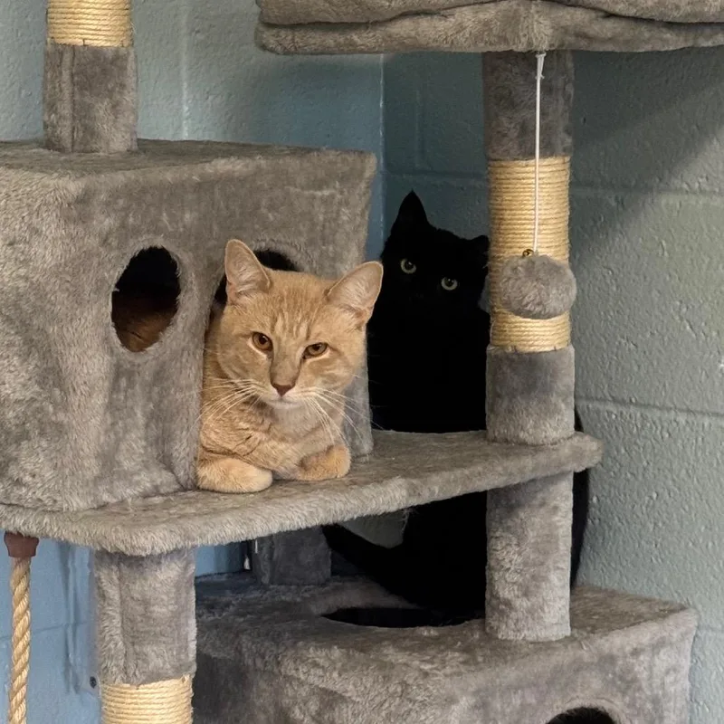 An adult large-sized female Domestic Short Hair cat named Ella for adoption in Easton, PA