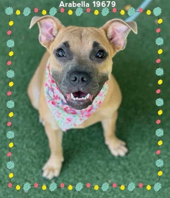 A baby medium-sized female Yellow / Tan / Blond / Fawn Pit Bull Terrier dog named Arabella for adoption in Marietta, GA