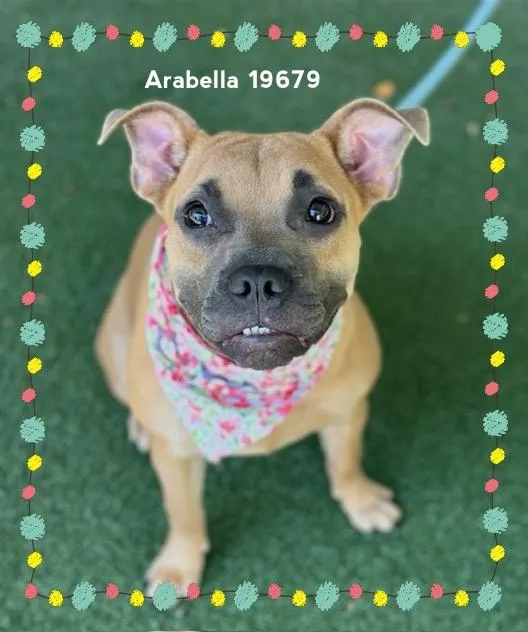Arabella thumbnail 5