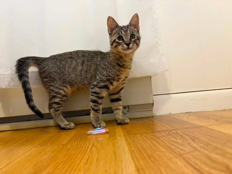 A baby large-sized female Tabby (Buff / Tan / Fawn) Domestic Short Hair cat named Minie for adoption in Grafton, MA